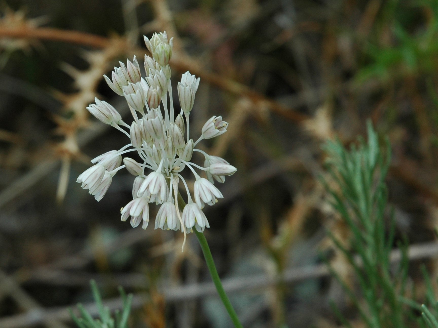 Elba 03 -  Allium paniculatum sl.